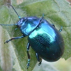 Chrysolina coerulans